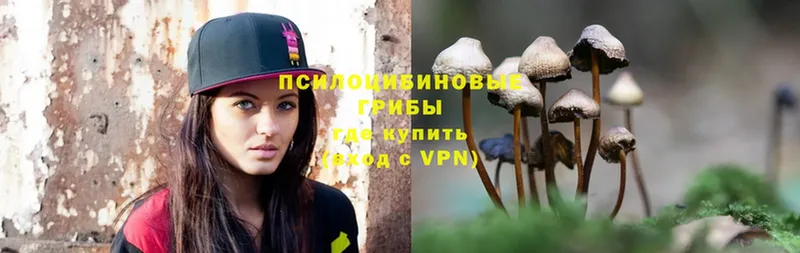 цены наркотик  Кинешма  blacksprut как войти  Псилоцибиновые грибы Psilocybine cubensis 